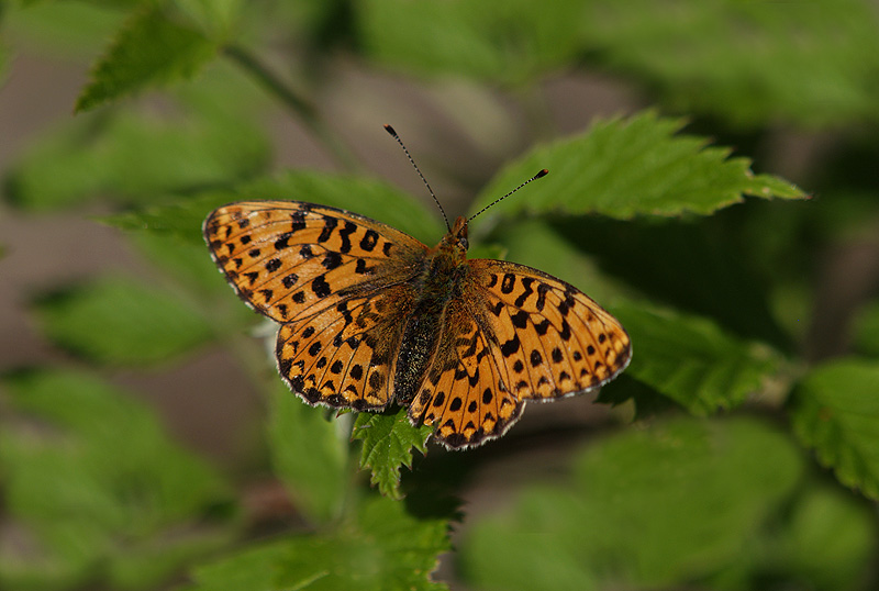 Boloria selene?  No, Boloria euphrosyne (Nymphalidae)